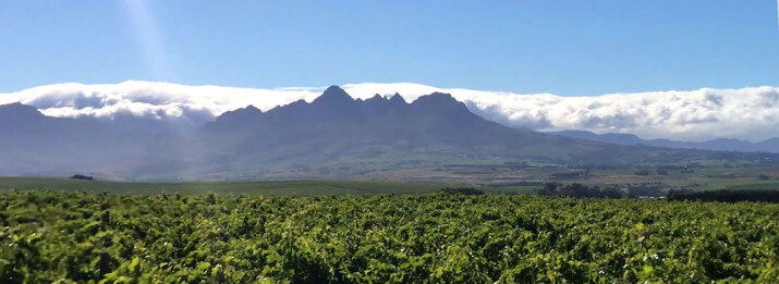 Carinus Family Vineyards